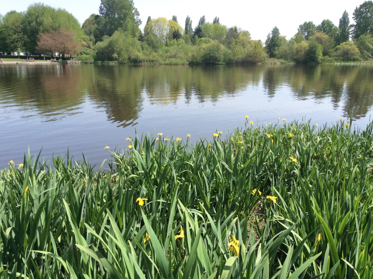 Yellow flags growing beside Trout Lake in Vancouver