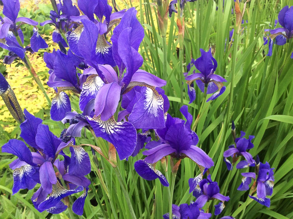 Irises growing in a landscaped area at a shopping centre