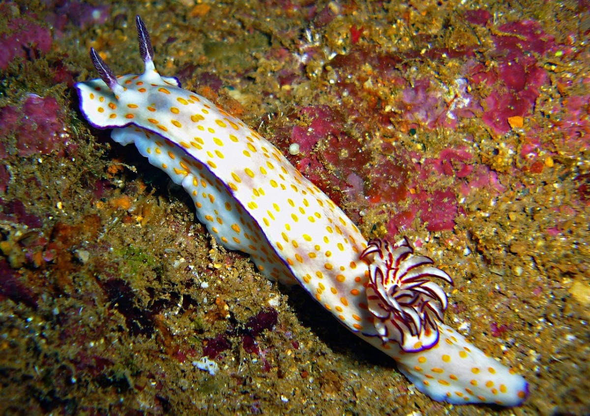 A dazzling Sea Slug.