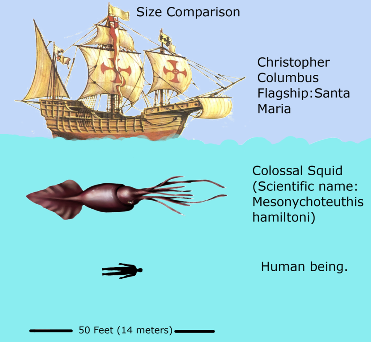 types-of-mollusk-snails-bivalves-squid-and-more-owlcation