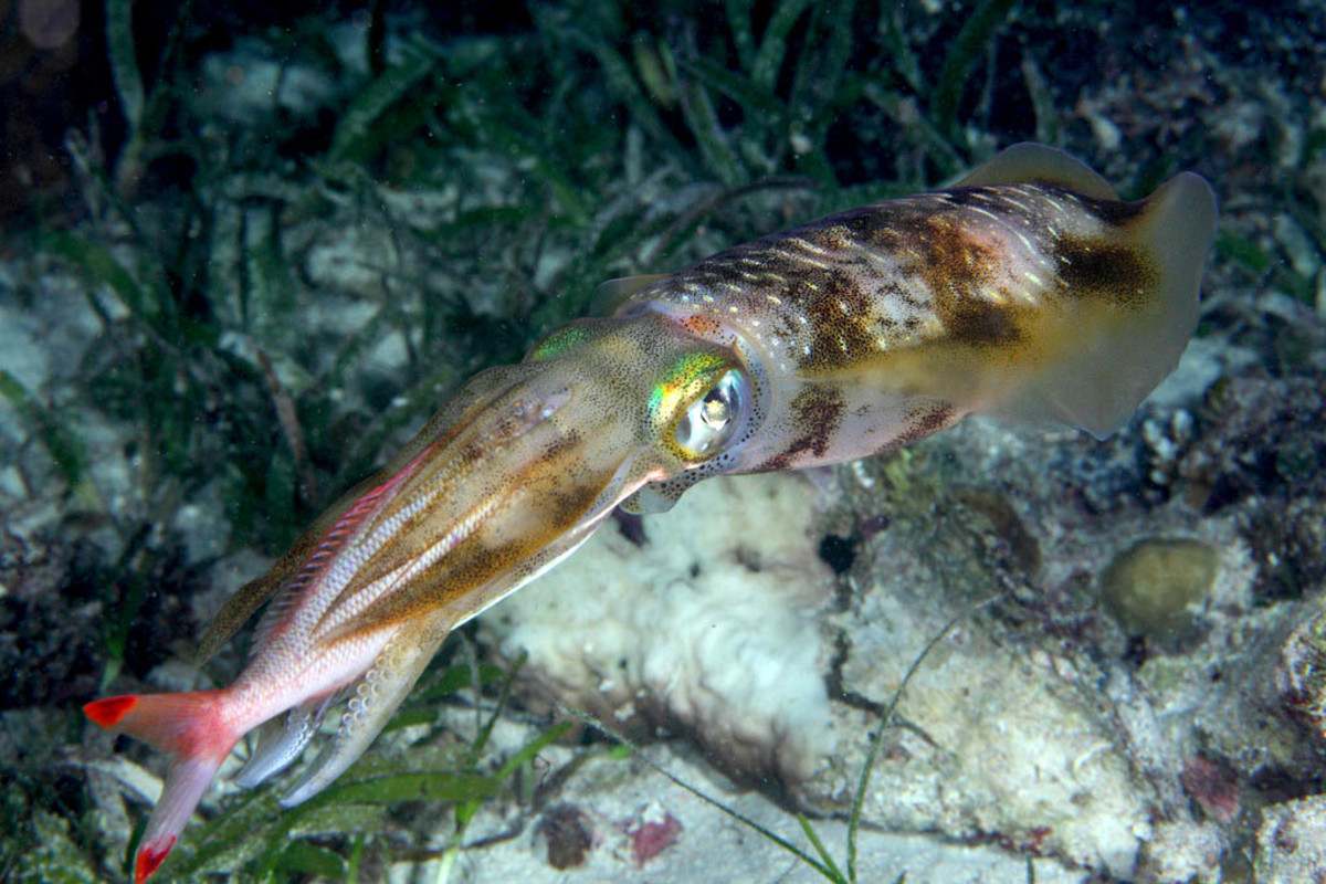 Squid eating a fish