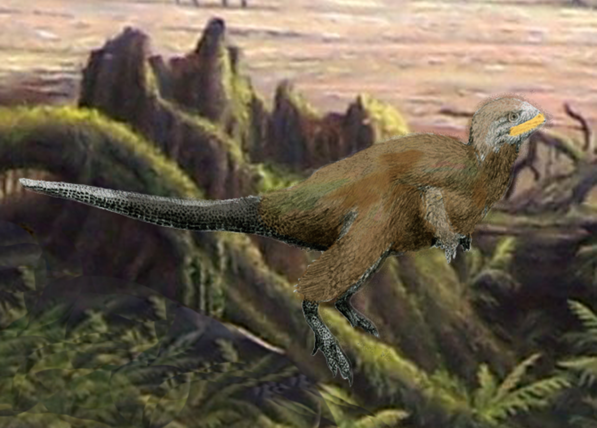 The skin of Kulindadromeus was well preserved in the fossil record and had feathers and scales. (Artist's conception)