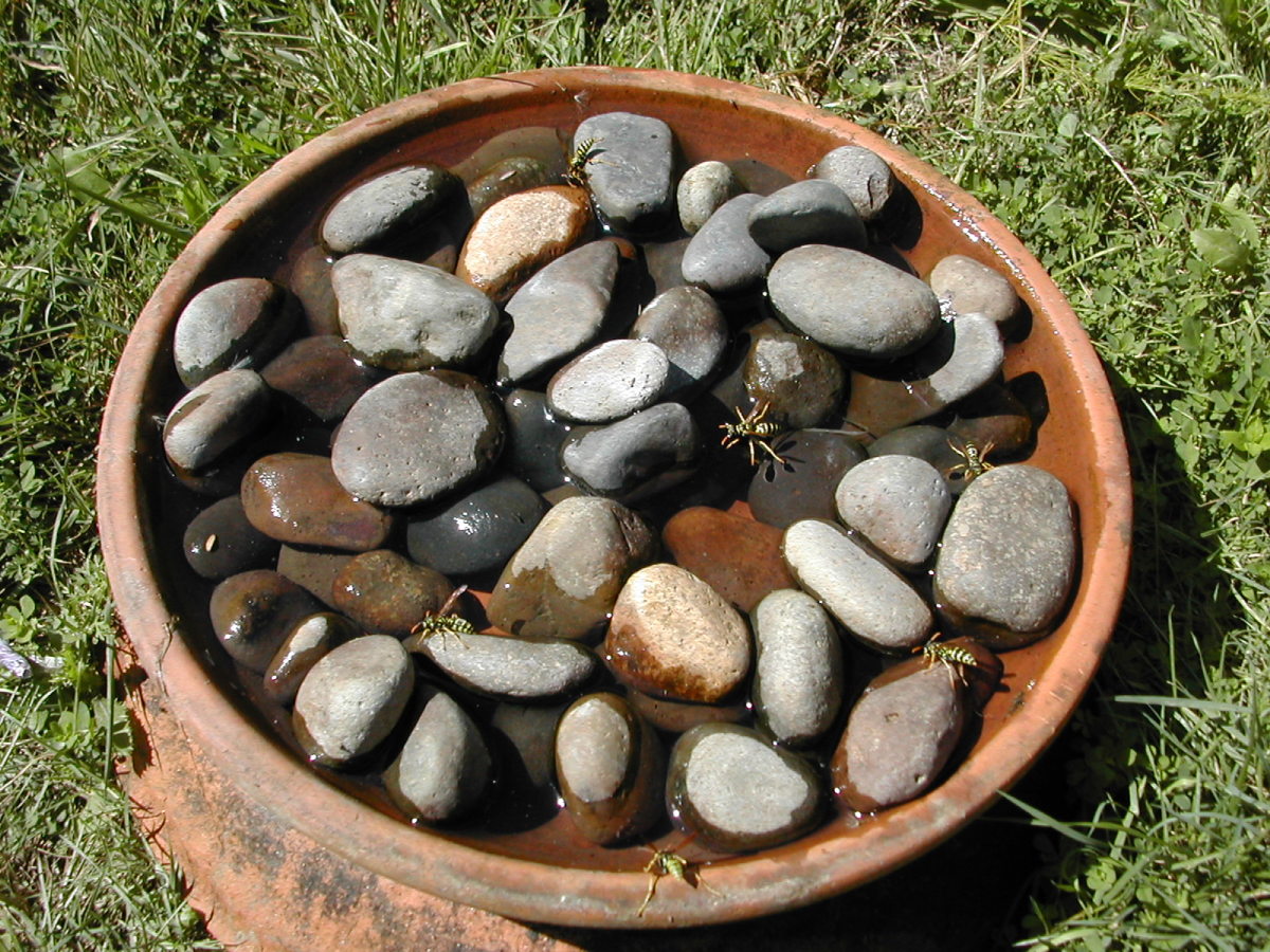 Bee Watering Station with Rocks