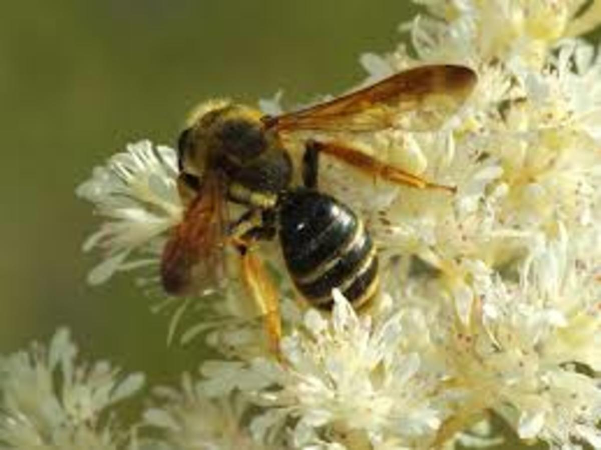 bees-pollination-and-habitat-loss