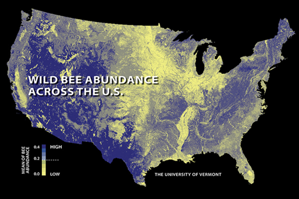 Bees, Pollination, and Habitat Loss HubPages