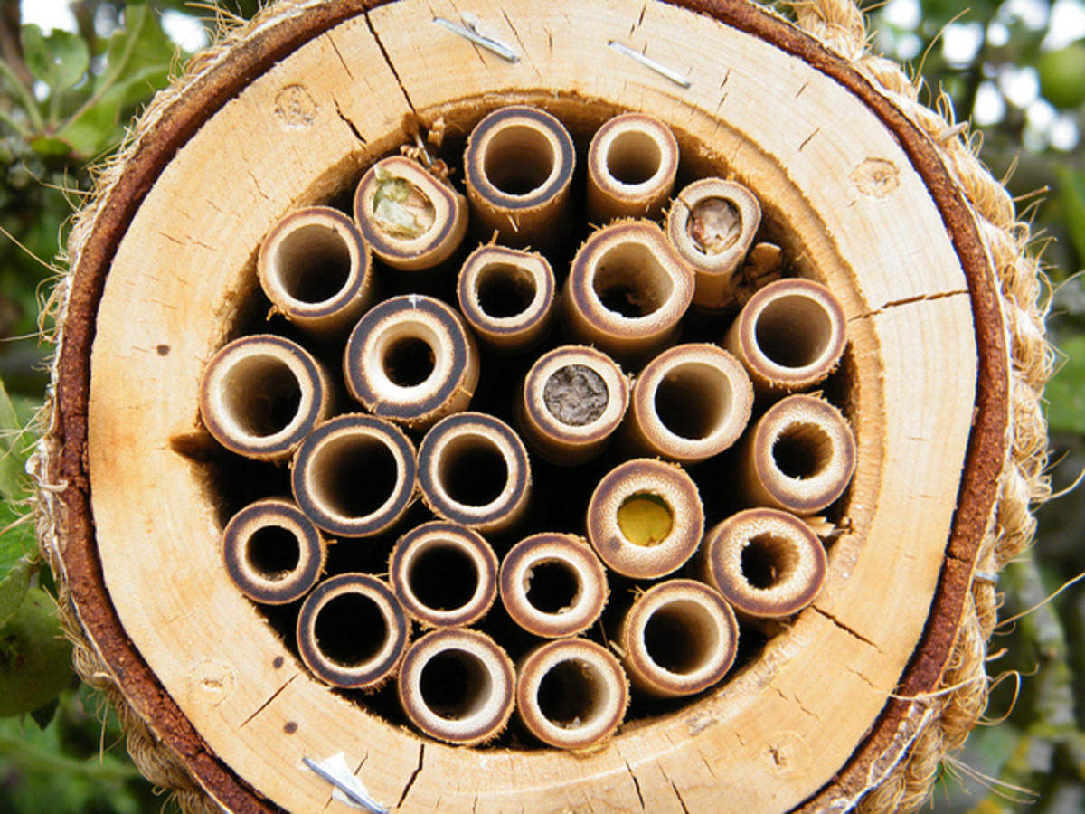 bees-pollination-and-habitat-loss