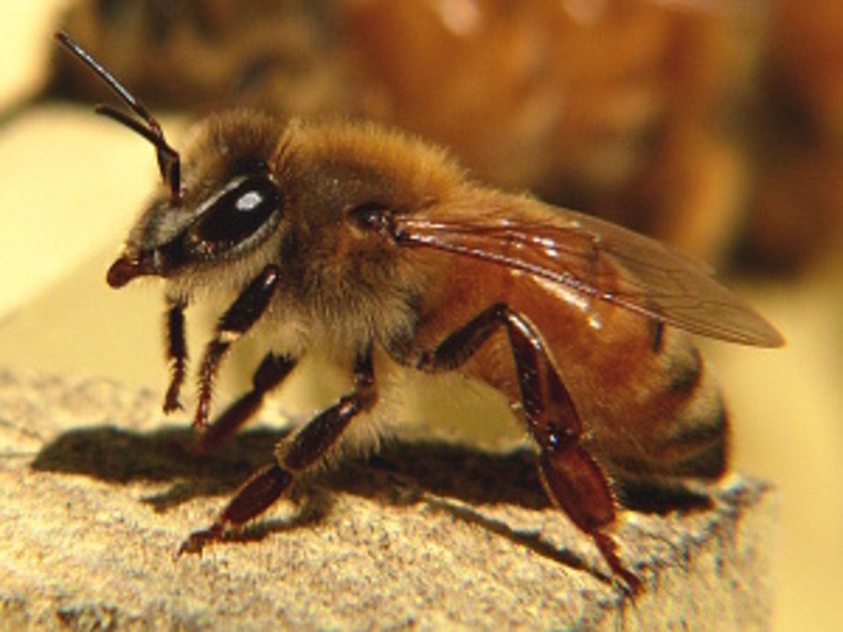 Worker Honeybee