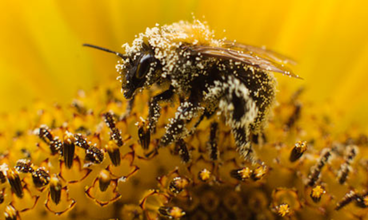 Close up of a Bee Pollinating
