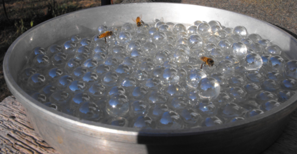 Decorative Bee Watering Station with Marbles