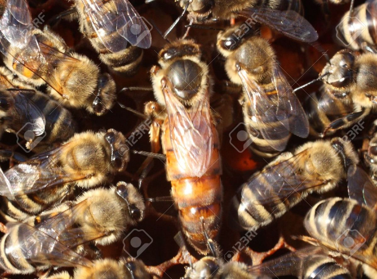 Queen Bee surrounded by workers