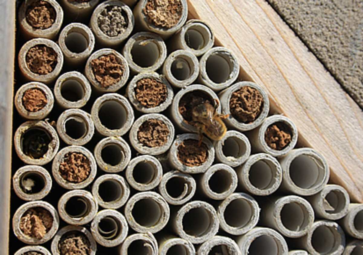 Bees, Pollination, and Habitat Loss Owlcation