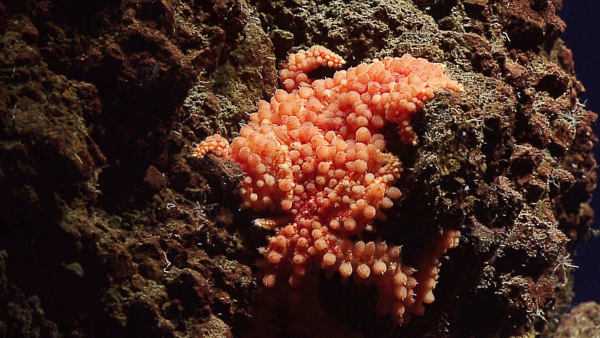 A starfish belonging to the genus Coronaster