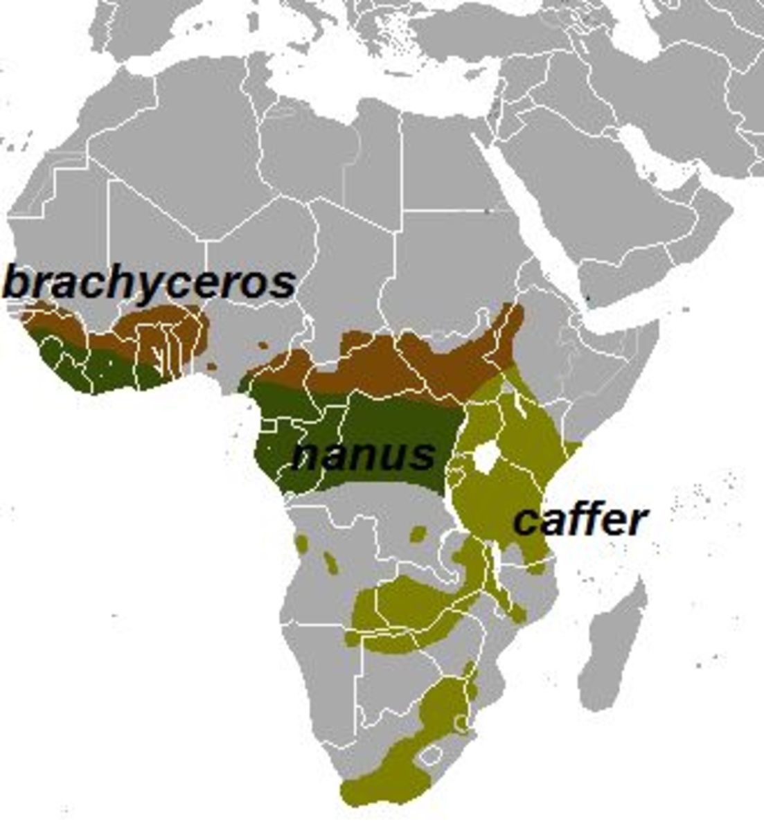 Range of subspecies of African Buffalo