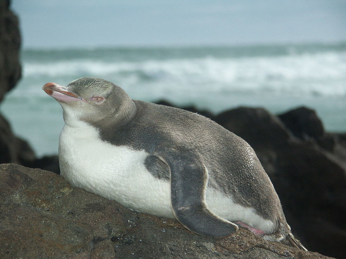 Astonishing The Legless Birds Youve Never Heard Of - bumfbzg