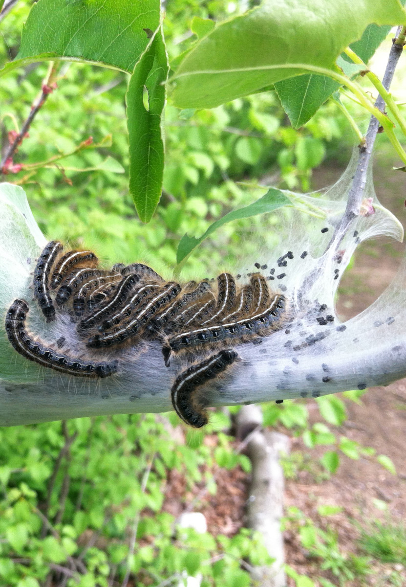 The Eastern tent caterpillar can completely defoliate oak trees in the US in a bad year.