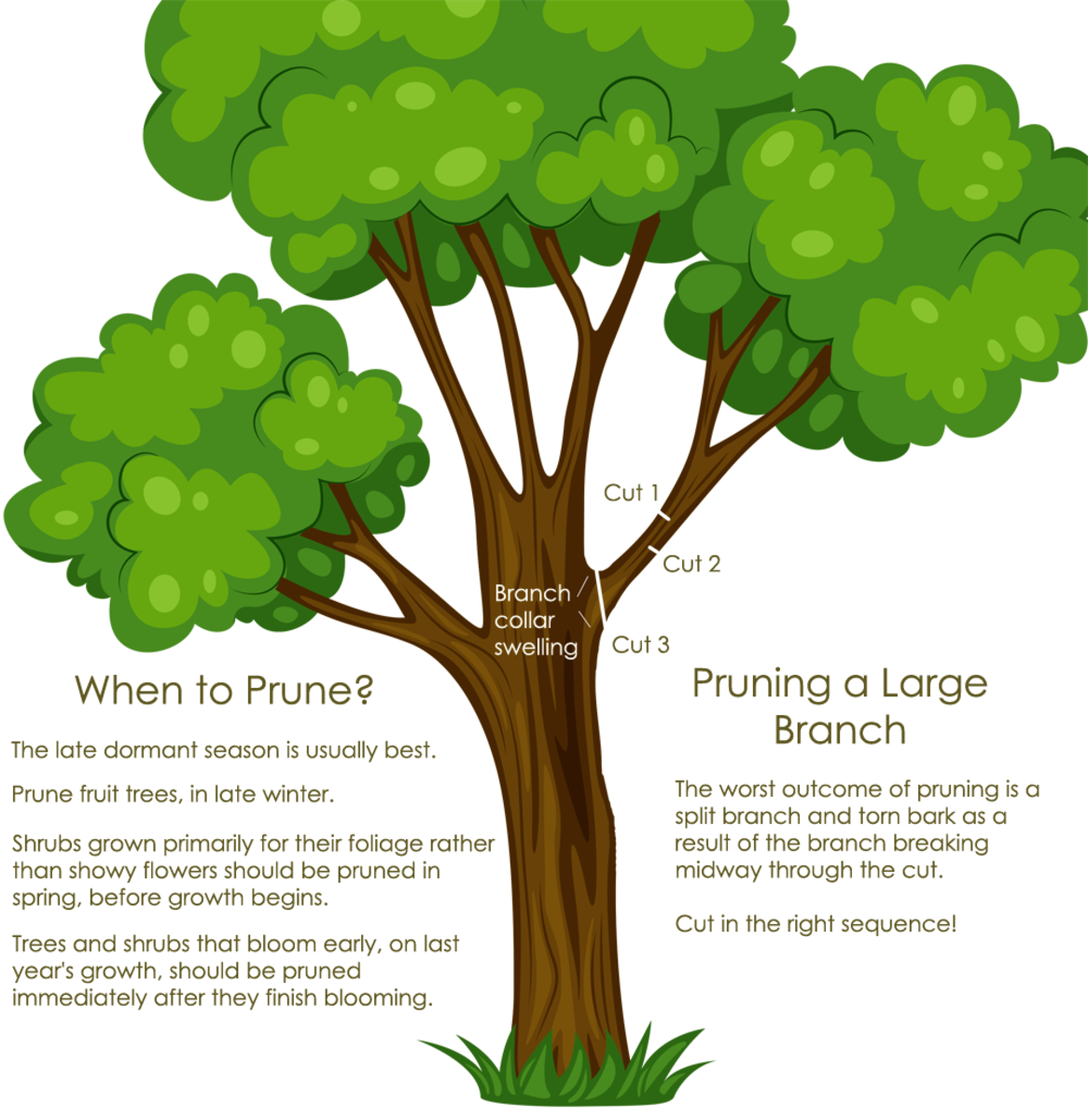 How do trees die?