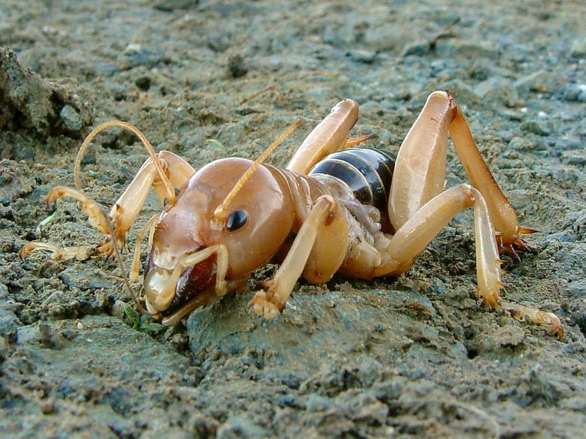 This is what a Jerusalem cricket looks like in vivid detail from top to bottom.  The scientific name is Stenopelmatus fuscus. 