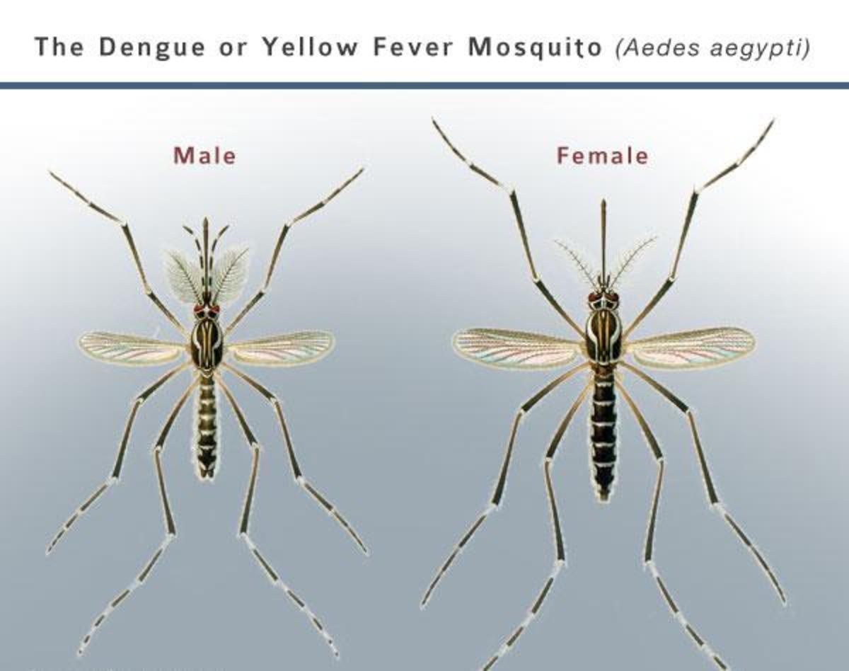 This illustrates why it is hard to tell a male from a female mosquito, although the female is the one that you actually hear making that buzzing noise.