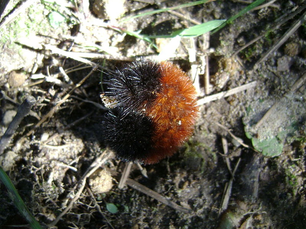 A woolly bear caterpillar playing dead after being touched.