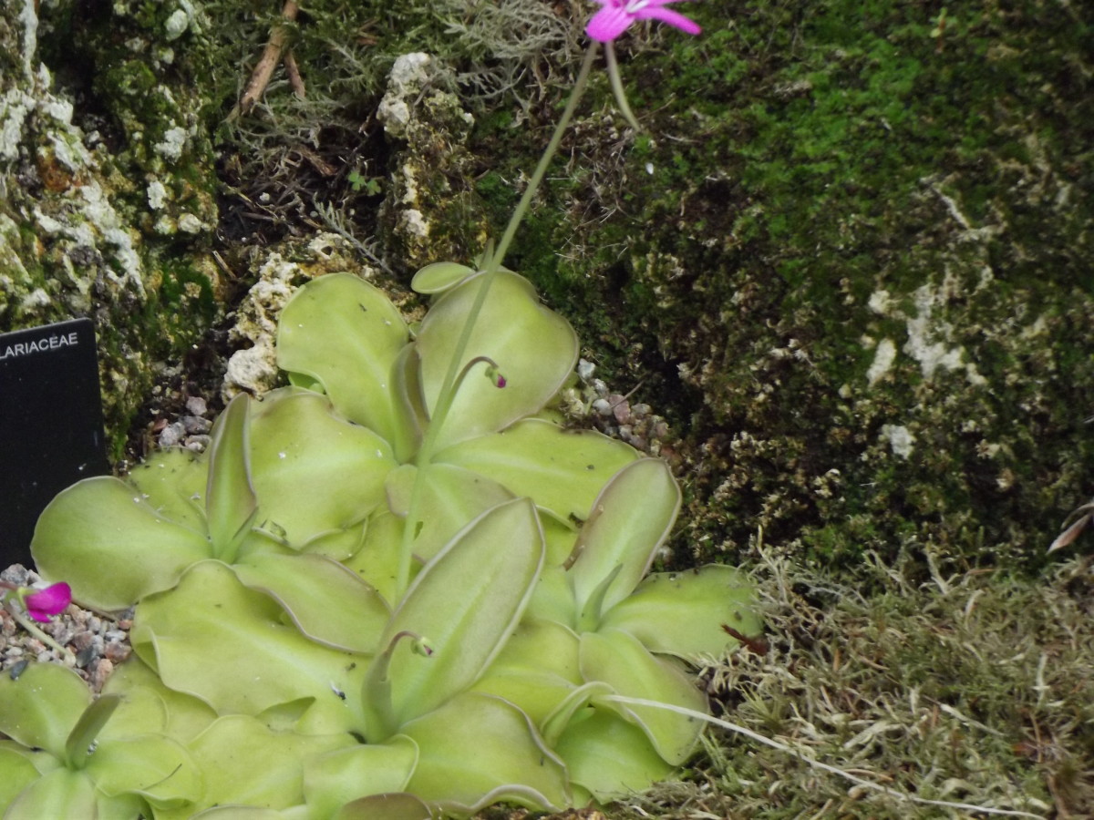 The butterwort catches small insects such as fungus gnats on it's sticky leaves