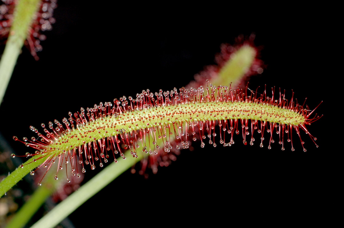 A close up view of the leaf of the Cape Sundew (Drosera capensis)