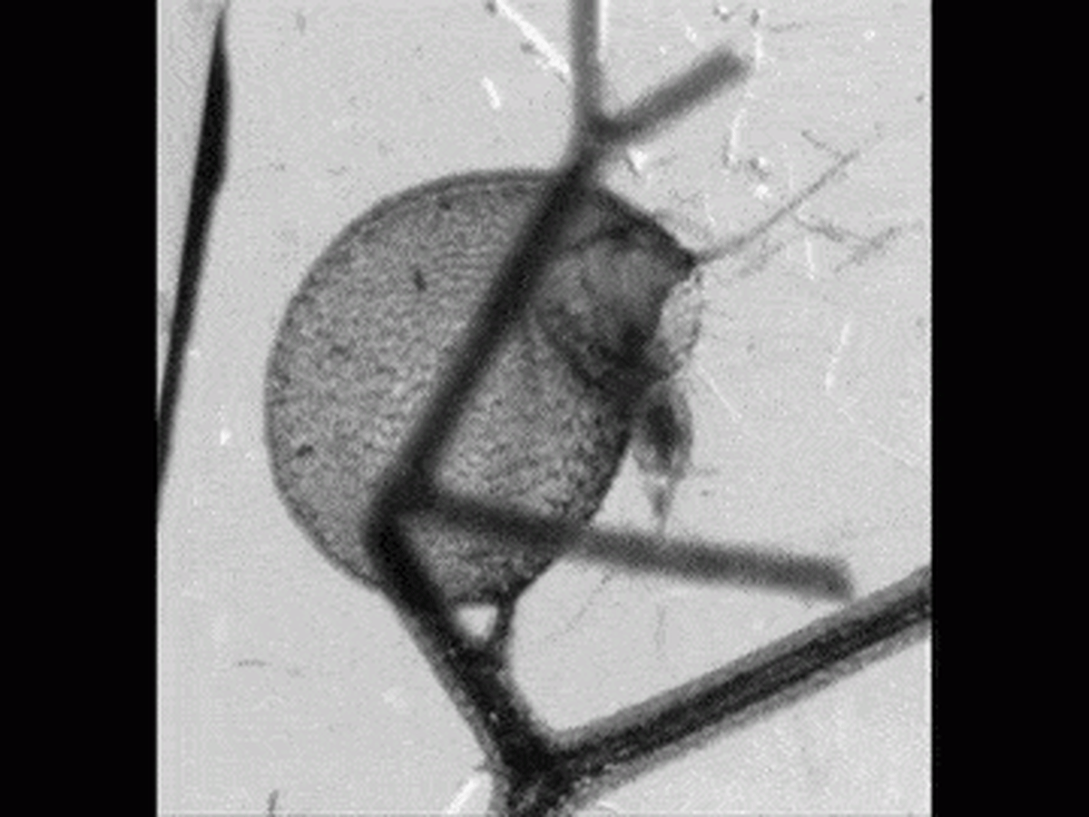 A tiny crustacean (copepod) captured by the bladder of an aquatic bladderwort