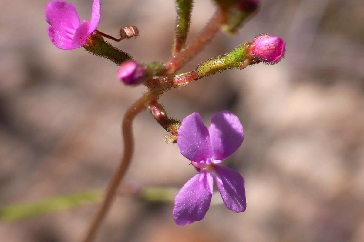 The flower of the triggerplant, showing the glandular trichomes used to catch insects