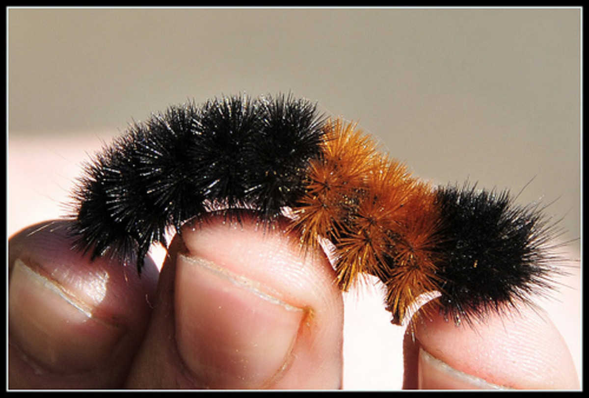 Woolly bear caterpillar.