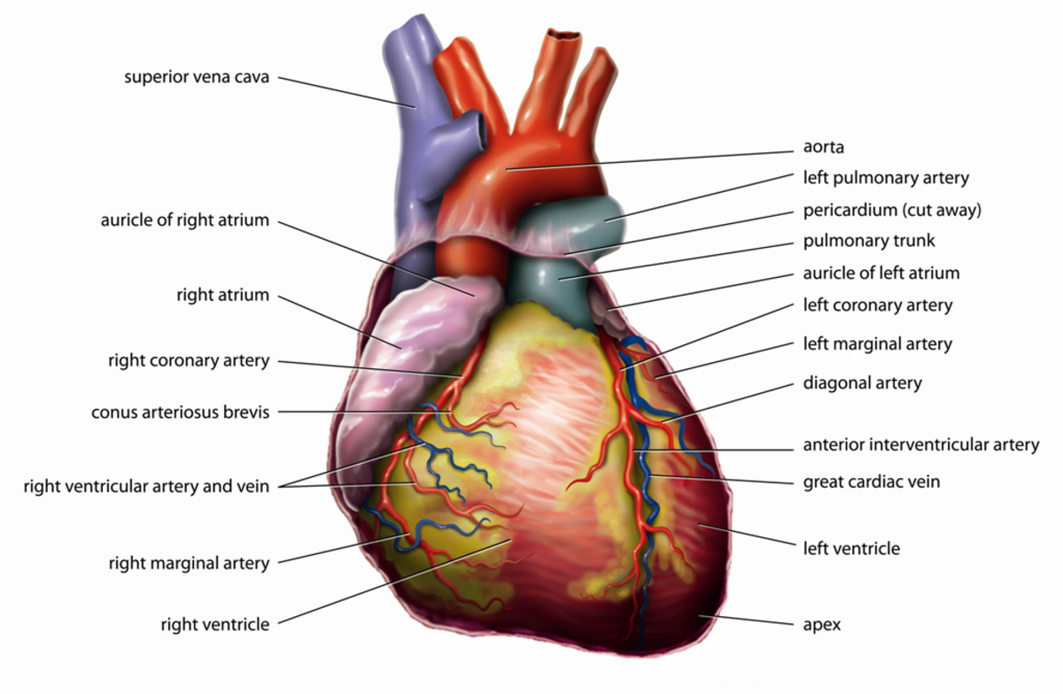 An exterior view of the heart and attached blood vessels
