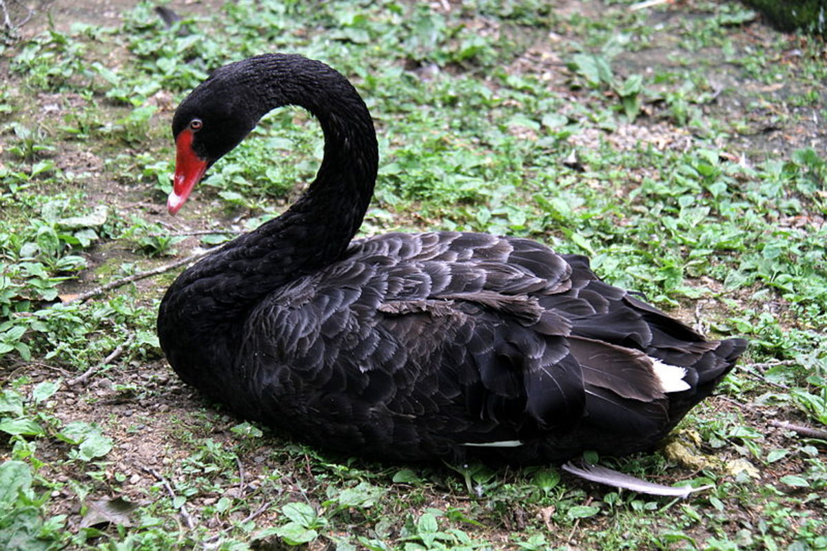 The black swan was discovered in1697, in Australia by the Dutch explorer Willem de Vlamingh. Until then, Europeans believed all swans were white.
