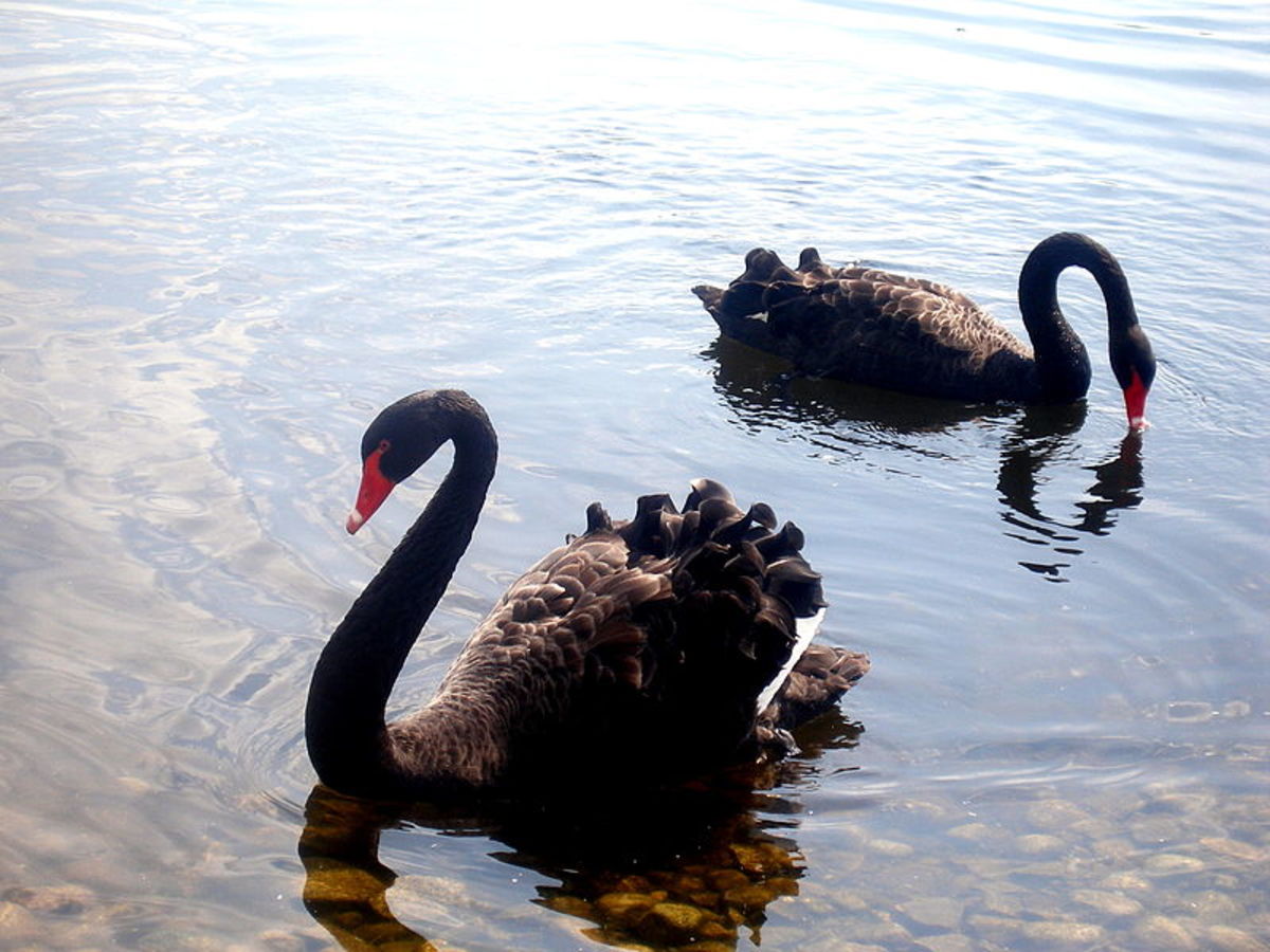The black swan has the longest neck of all swan species. They feed on small fish,algae and weeds.