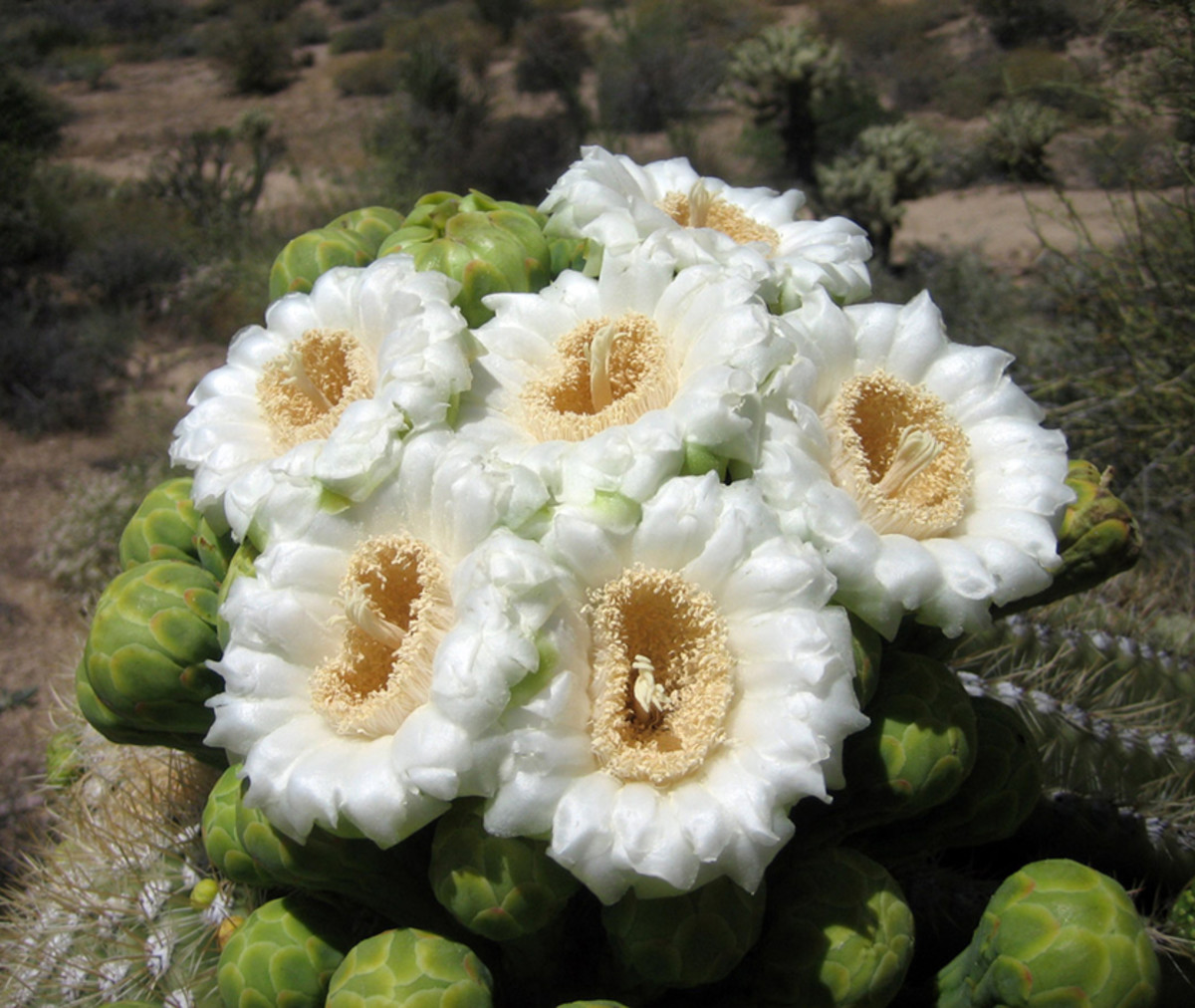 Beautiful saguaro flowers of the desert.