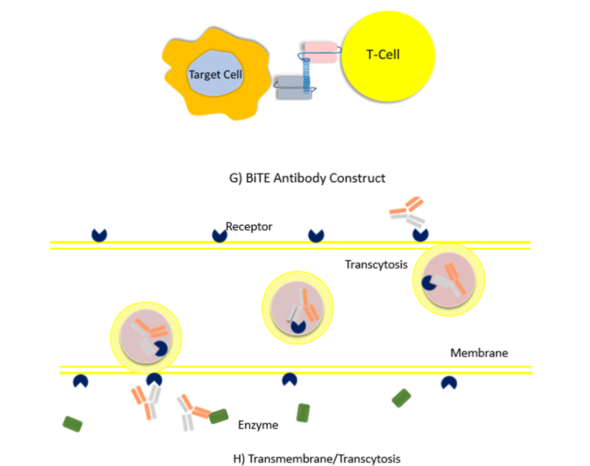 Mechanism of action of bispecific antibodies