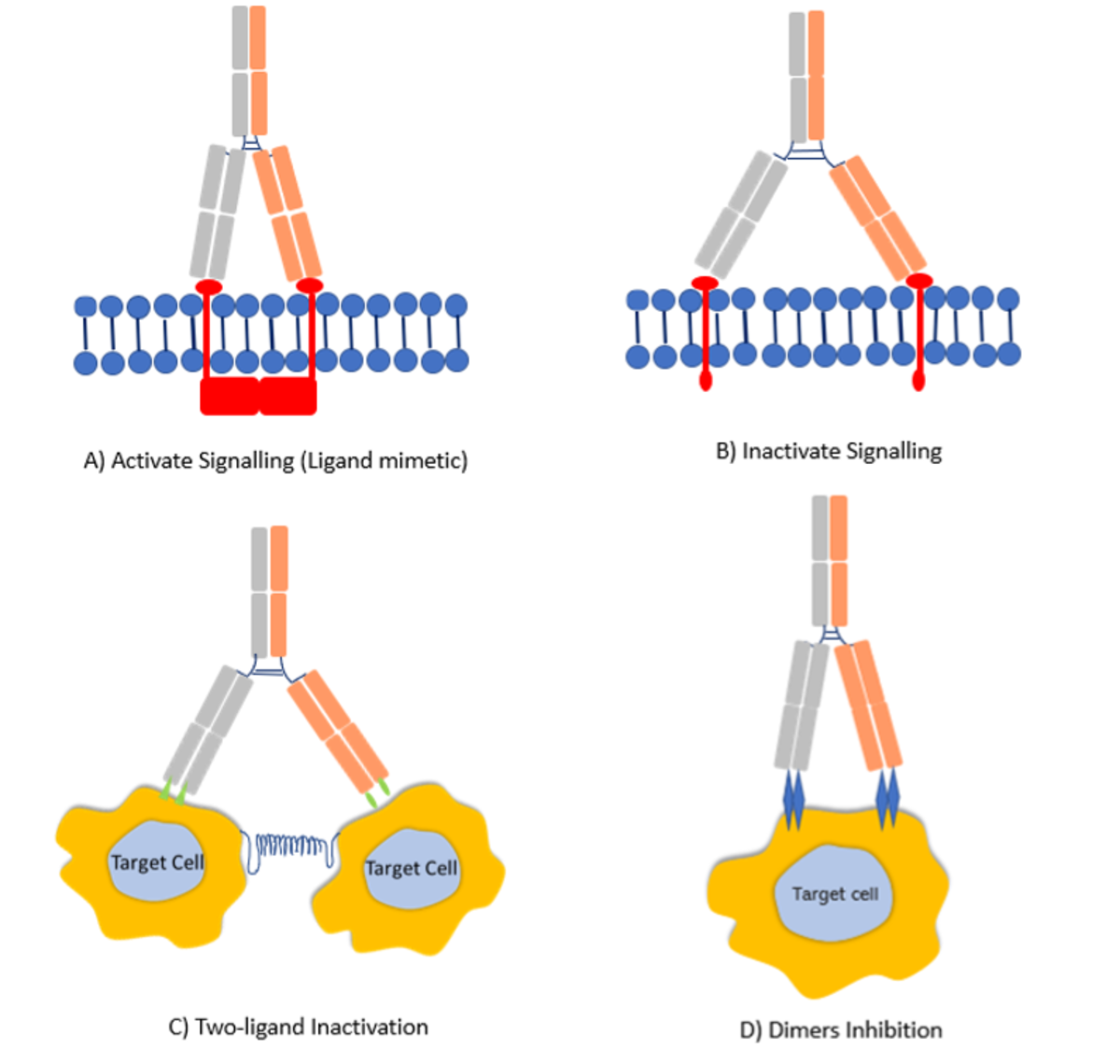 Mechanism of Action of Bispecific Antibodies