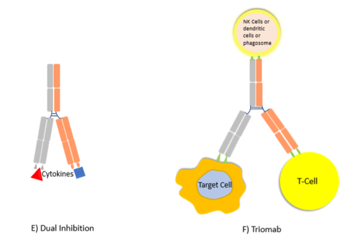 Mechanism of Action of Bispecific Antibodies