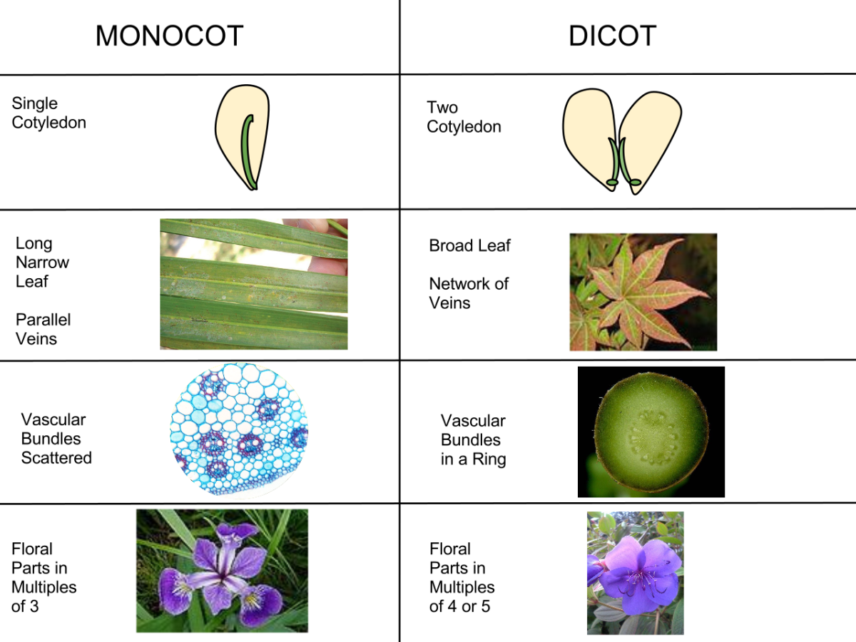 Differences between monocots and dicots
