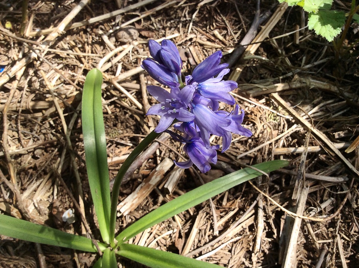 A bluebell with blue anthers and a blue style