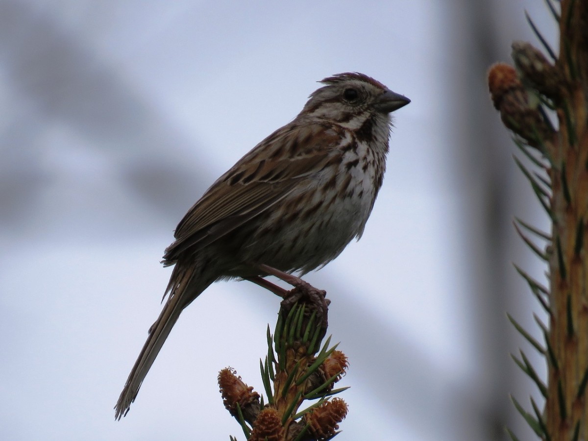 Common Types Of Backyard Birds In The Northeast Owlcation