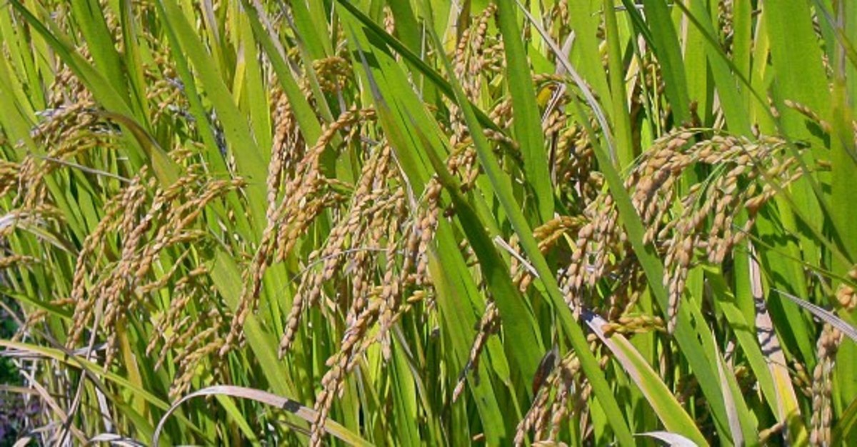 Rice plants.