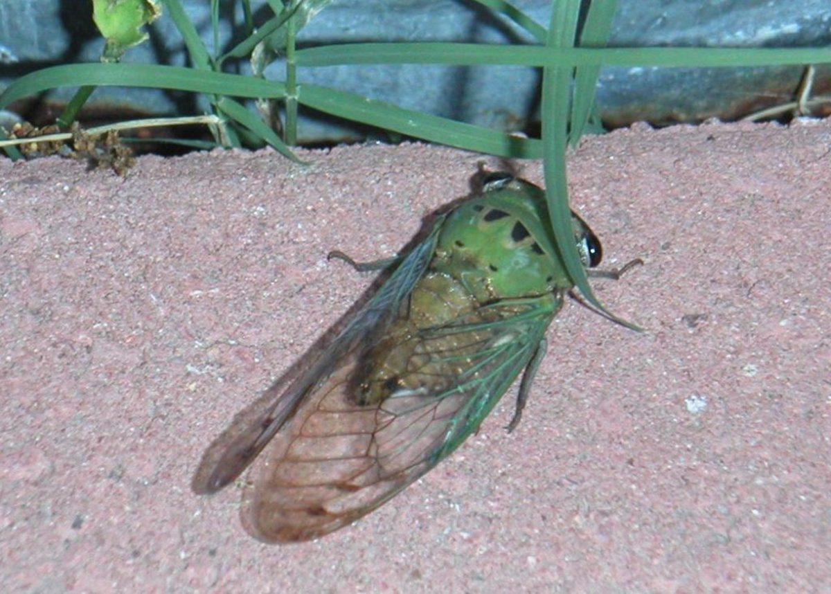 This Dog Day Cicada, freshly emerged from its shell hangs on the side of a brick while its wings dry.