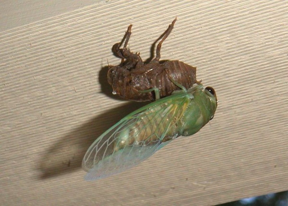 cicada-facts-folklore-and-photos