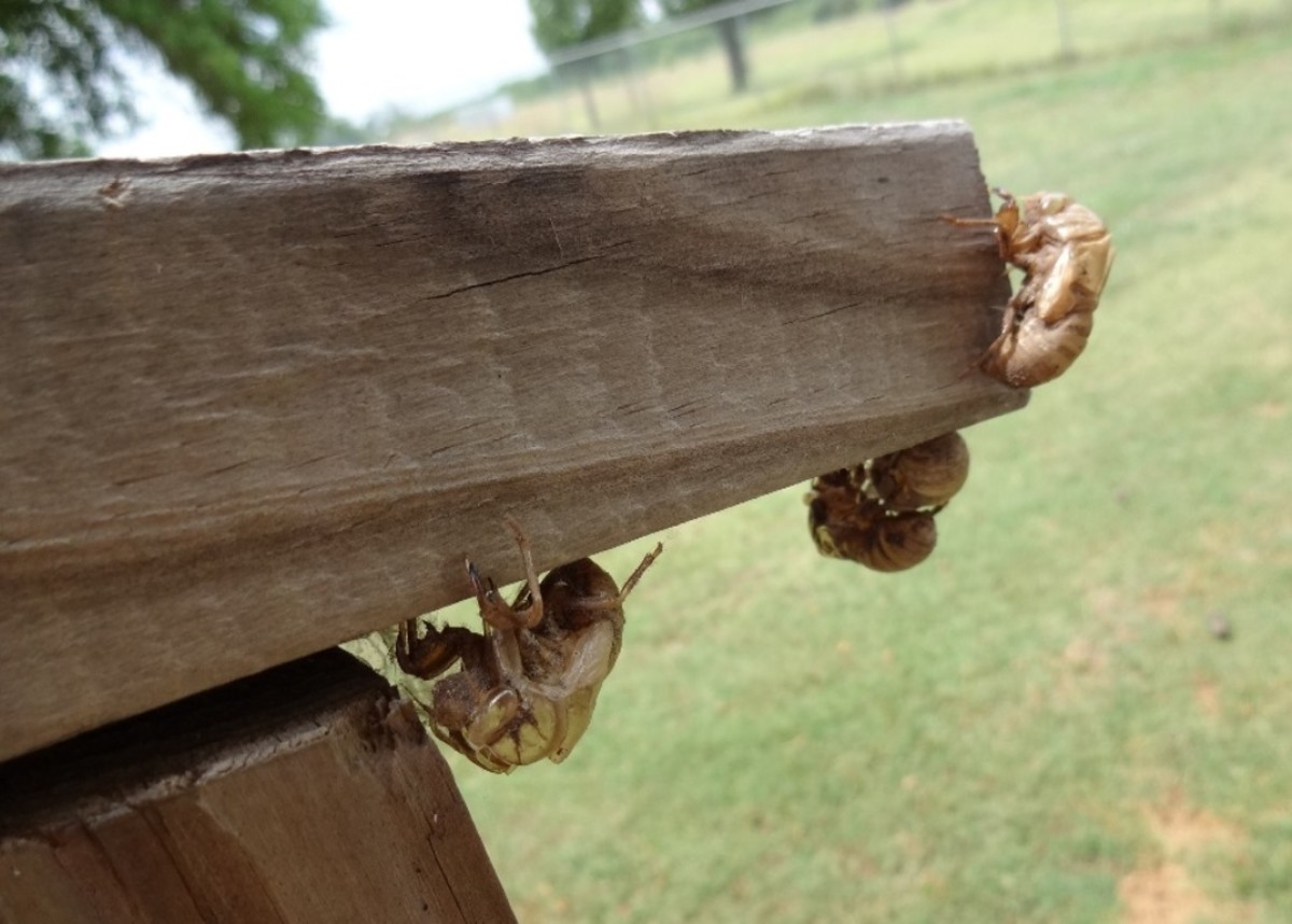 Exoskeletons on the Porch Rail: Holding on to the hand rail of the deck, these cicadas have left their shells.