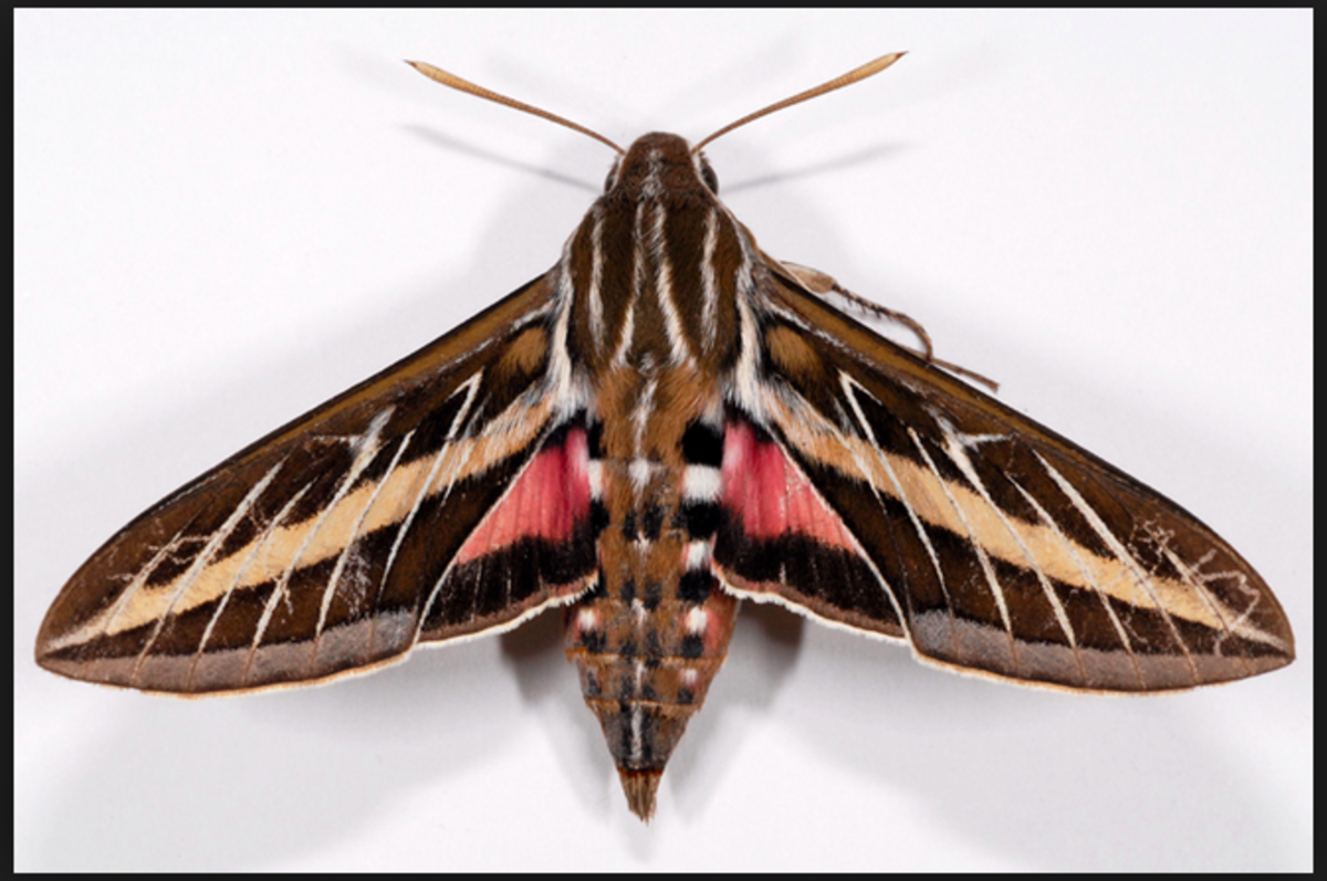A white-lined sphinx moth.