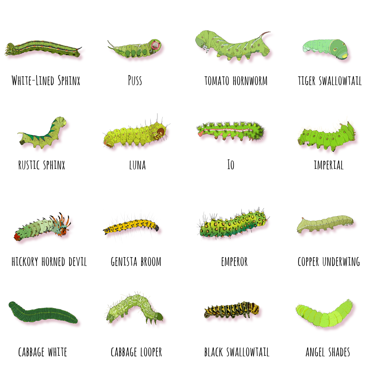Each of these 16 caterpillars will develop into a moth or butterfly of the same name.