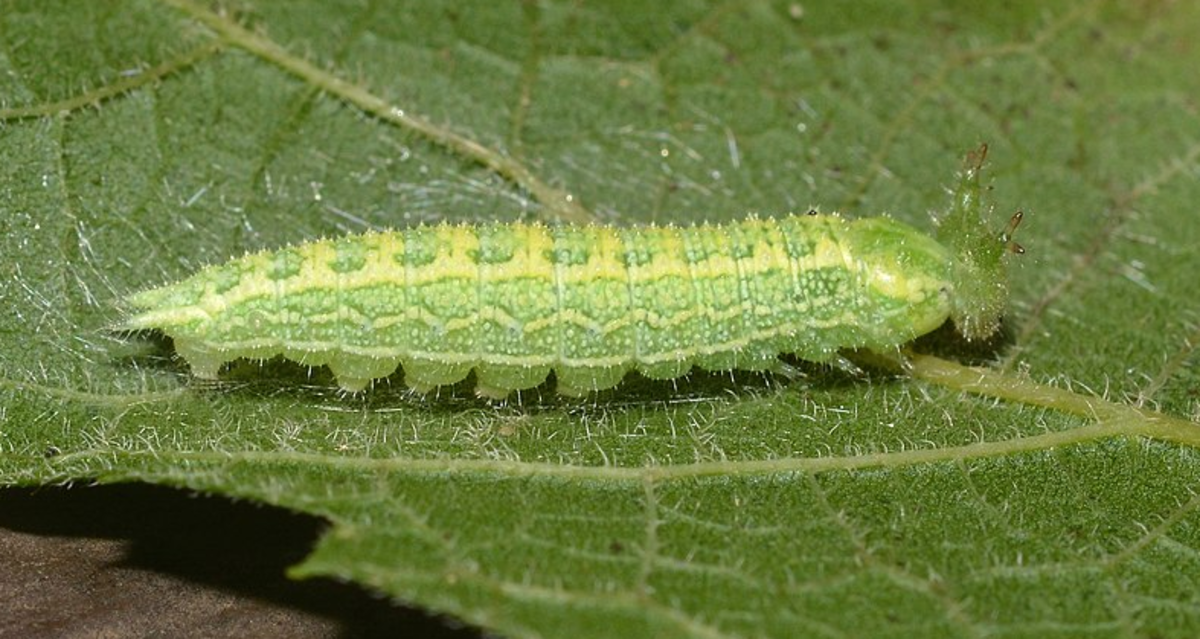 green-caterpillar-identification
