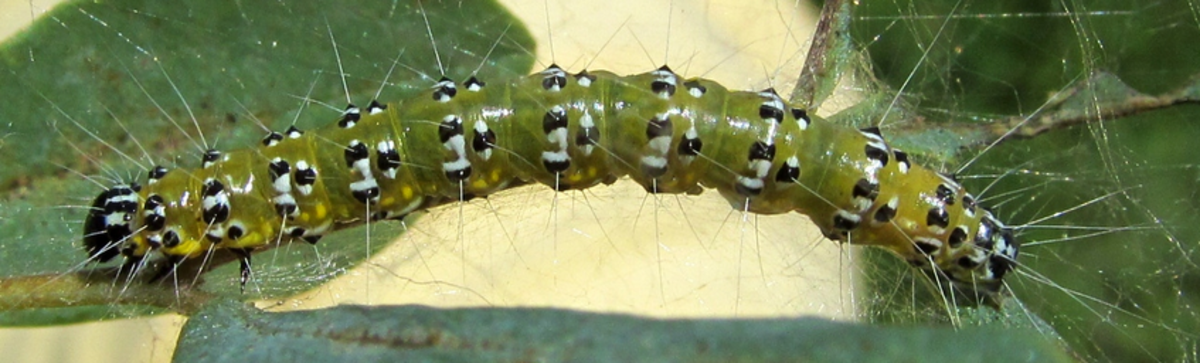 A genista broom moth caterpillar.