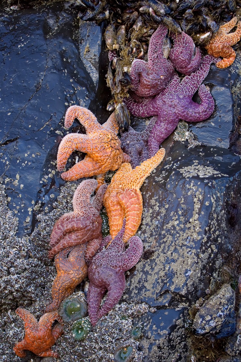 Different colours of ochre sea stars on an Oregon beach