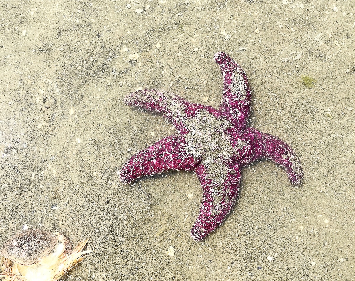 A discovery on a beach in Vancouver's Stanley Park