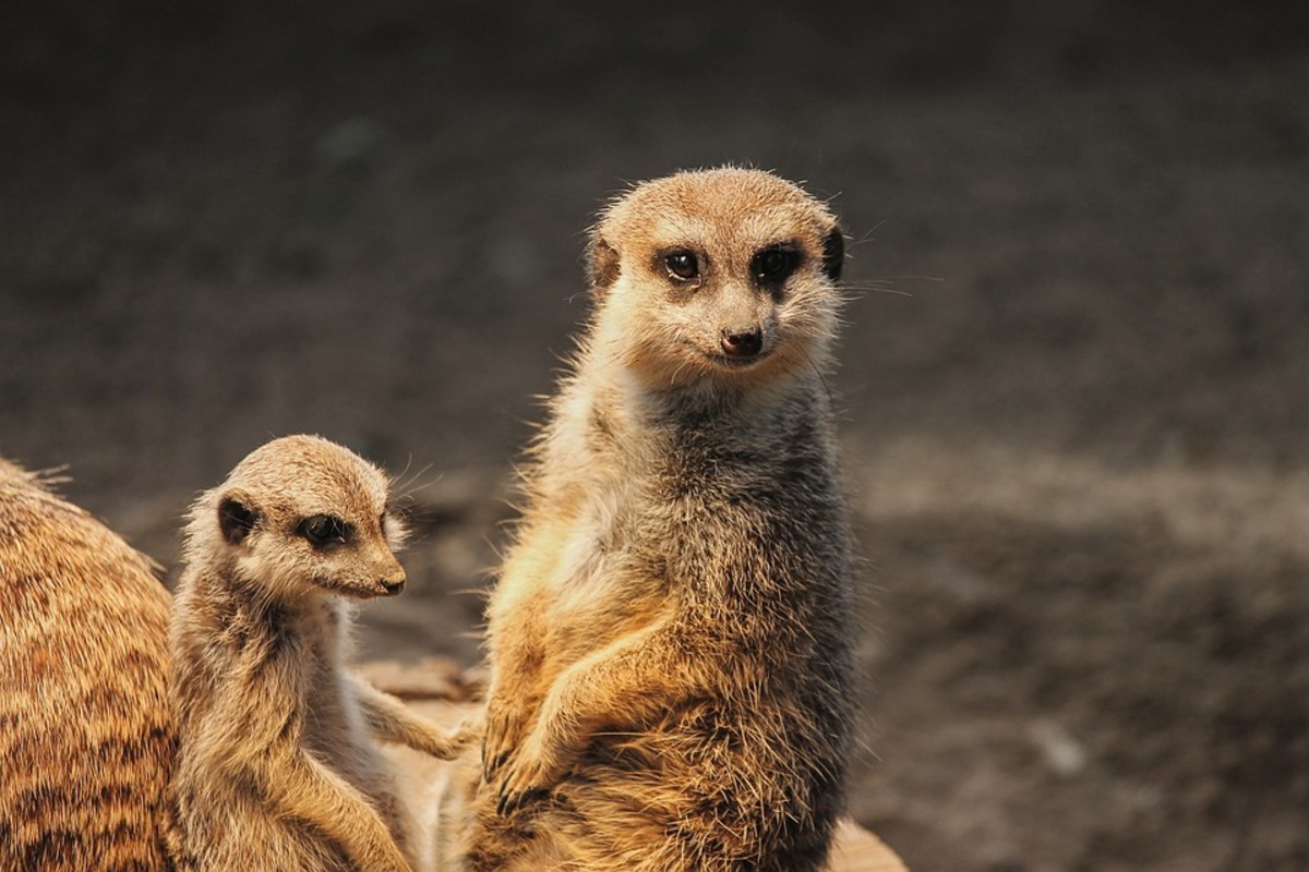 Top 50 Amazing Sahara Desert Animals - Owlcation