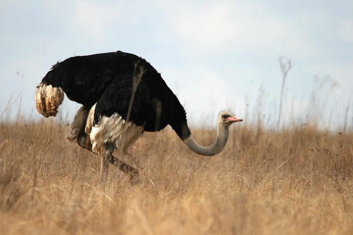 North African Ostriches